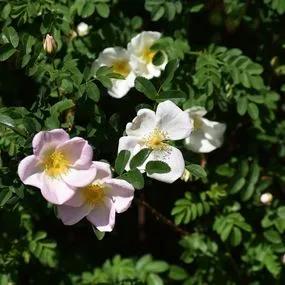 Rose White Ramanas (Rosa rugosa 'Alba') hedging 3
